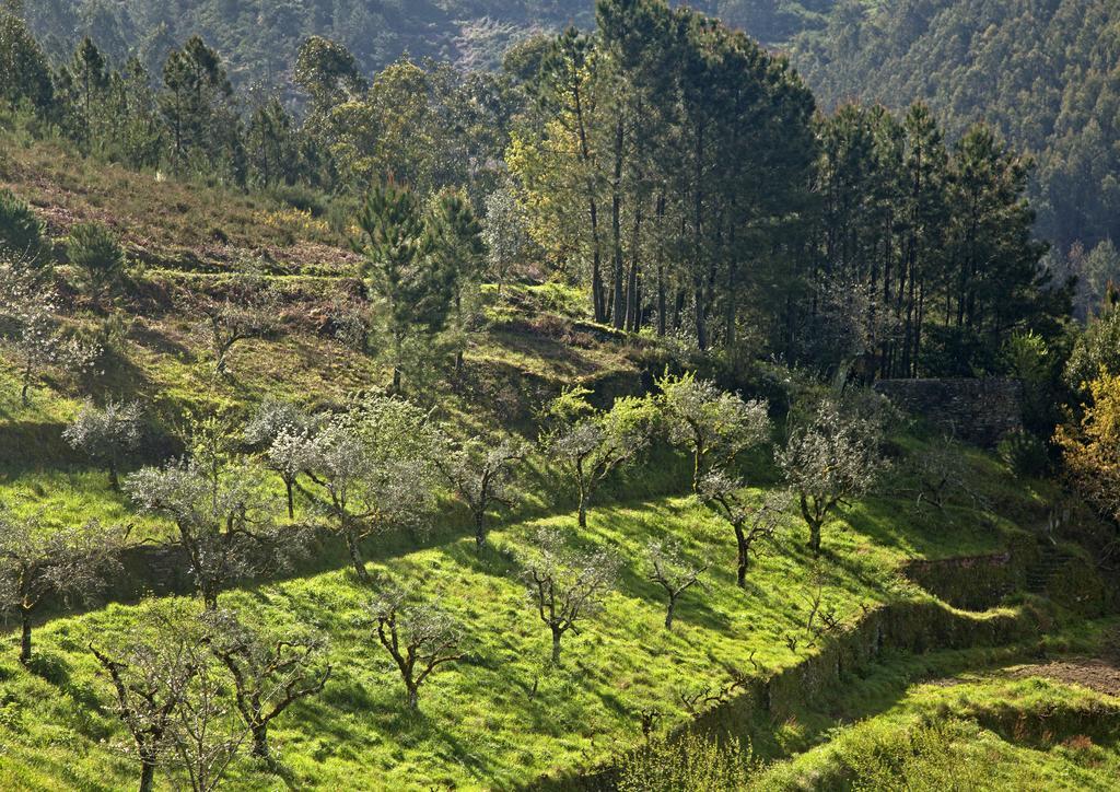 Cerdeira 12 Meses Naturalmente المظهر الخارجي الصورة
